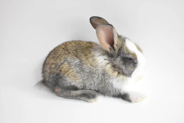 Niedliche Braune Hase Weißem Hintergrund Osterhase Lustig Frohe Ostern Schönes — Stockfoto