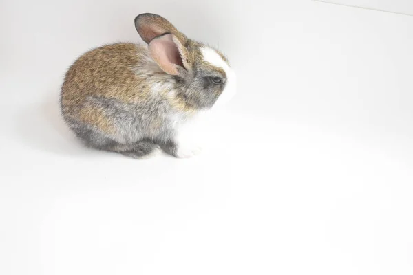 Coelho Marrom Bonito Fundo Branco Coelho Páscoa Engraçado Feliz Páscoa — Fotografia de Stock