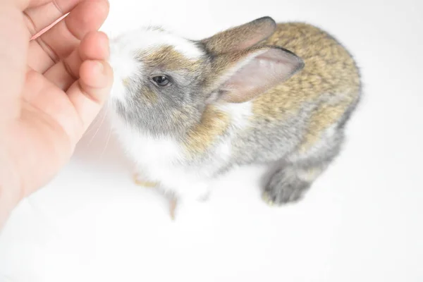 Coelho Marrom Bonito Fundo Branco Coelho Páscoa Engraçado Feliz Páscoa — Fotografia de Stock