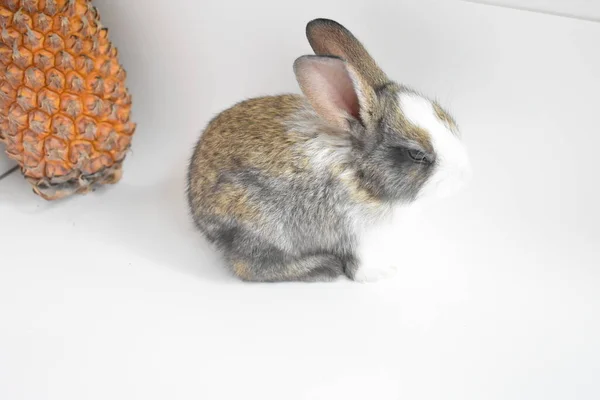 Schattig Bruin Konijn Witte Achtergrond Pasen Konijn Grappig Gelukkig Pasen — Stockfoto