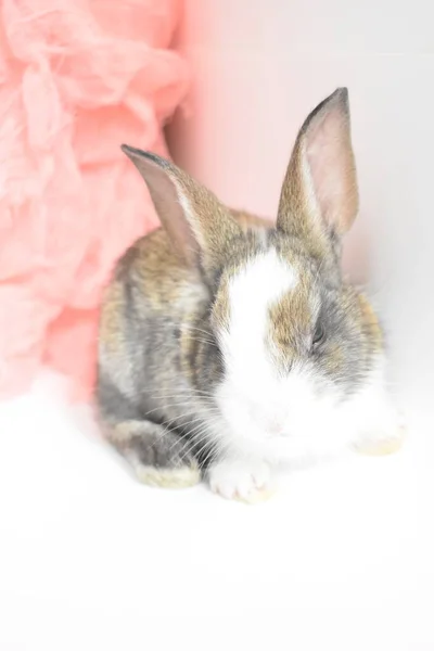 Cute brown bunny in white background, Easter rabbit, funny, Happy Easter, lovely pet, home sweet home