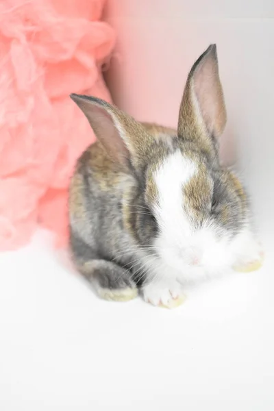 Niedliche Braune Hase Weißem Hintergrund Osterhase Lustig Frohe Ostern Schönes — Stockfoto