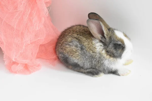 Niedliche Braune Hase Weißem Hintergrund Osterhase Lustig Frohe Ostern Schönes — Stockfoto