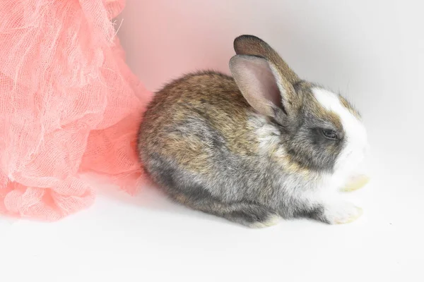 Niedliche Braune Hase Weißem Hintergrund Osterhase Lustig Frohe Ostern Schönes — Stockfoto