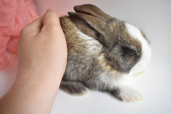 Schattig Bruin Konijn Witte Achtergrond Pasen Konijn Grappig Gelukkig Pasen — Stockfoto