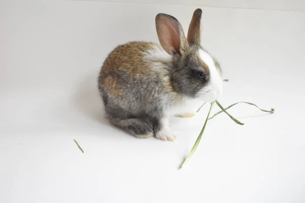 Niedliche Braune Hase Weißem Hintergrund Osterhase Lustig Frohe Ostern Schönes — Stockfoto