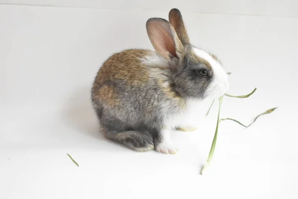 Schattig Bruin Konijn Witte Achtergrond Pasen Konijn Grappig Gelukkig Pasen — Stockfoto