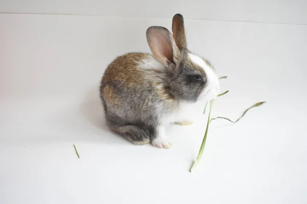 ⬇ Скачать Картинки Rabbit Decorative Gray, Стоковые Фото Rabbit.