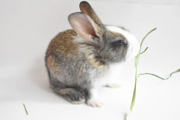 Schattig Bruin Konijn Witte Achtergrond Pasen Konijn Grappig Gelukkig Pasen — Stockfoto