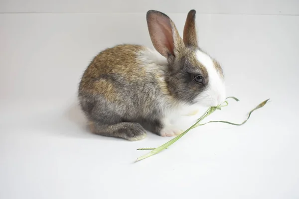 Niedliche Braune Hase Weißem Hintergrund Osterhase Lustig Frohe Ostern Schönes — Stockfoto