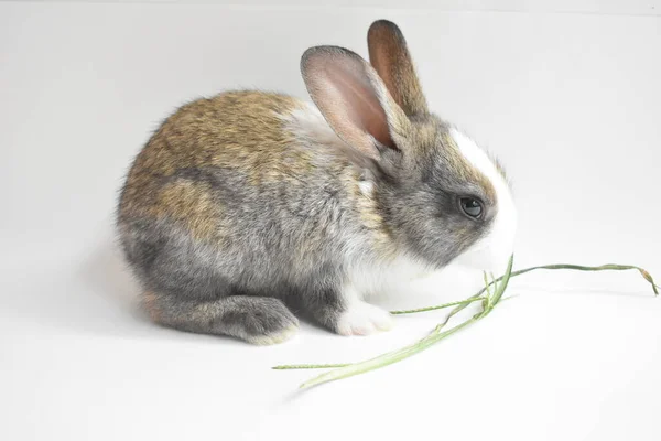 Cute brown bunny in white background, Easter rabbit, funny, Happy Easter, lovely pet, home sweet home