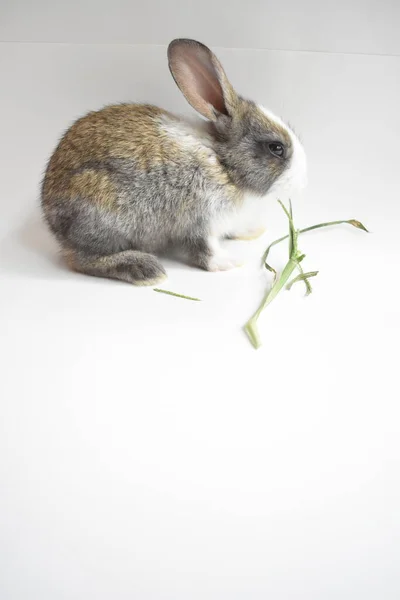 Niedliche Braune Hase Weißem Hintergrund Osterhase Lustig Frohe Ostern Schönes — Stockfoto