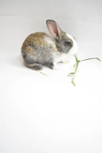 Słodki Brązowy Królik Białym Tle Królik Wielkanocny Śmieszne Happy Easter — Zdjęcie stockowe