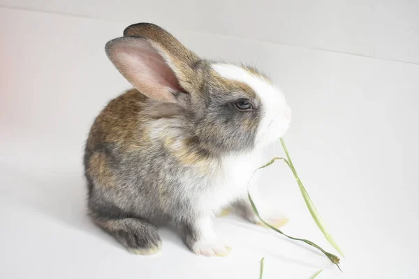 Lapin Brun Mignon Fond Blanc Lapin Pâques Drôle Joyeux Pâques — Photo