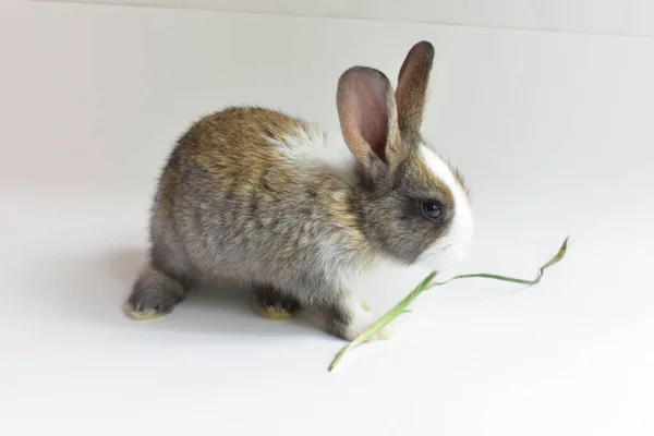 Niedliche Braune Hase Weißem Hintergrund Osterhase Lustig Frohe Ostern Schönes — Stockfoto