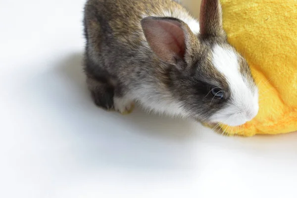 Niedliche Braune Hase Weißem Hintergrund Osterhase Lustig Frohe Ostern Schönes — Stockfoto