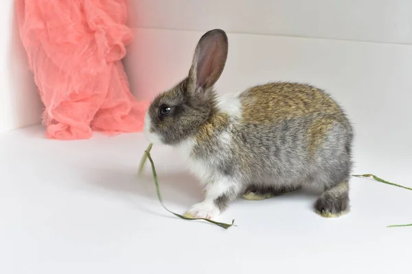 Niedliche Braune Hase Weißem Hintergrund Osterhase Lustig Frohe Ostern Schönes — Stockfoto