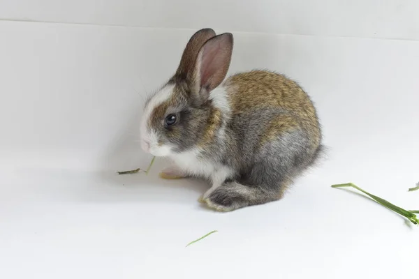 Niedliche Braune Hase Weißem Hintergrund Osterhase Lustig Frohe Ostern Schönes — Stockfoto