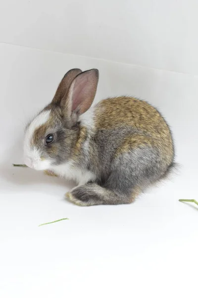 Schattig Bruin Konijn Witte Achtergrond Pasen Konijn Grappig Gelukkig Pasen — Stockfoto