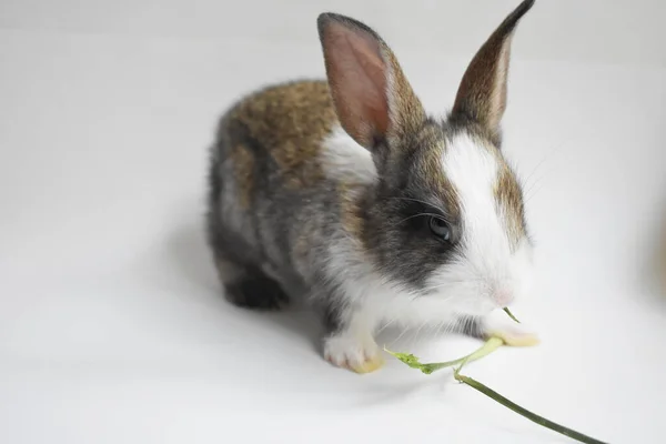 Schattig Bruin Konijn Witte Achtergrond Pasen Konijn Grappig Gelukkig Pasen — Stockfoto