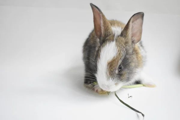 Coelho Marrom Bonito Fundo Branco Coelho Páscoa Engraçado Feliz Páscoa — Fotografia de Stock