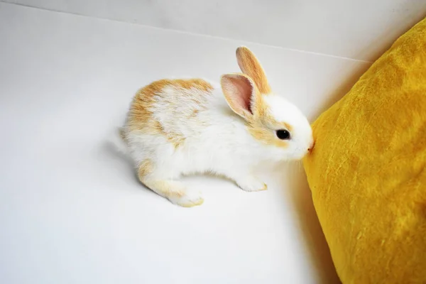可爱的白兔 白色背景 复活节兔子 复活节快乐 可爱的宠物 甜蜜的家 — 图库照片