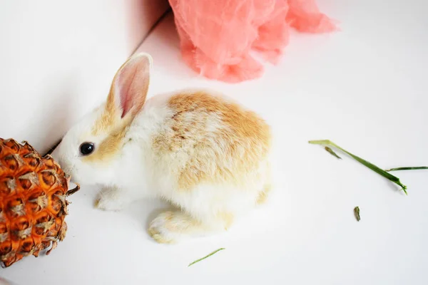 Lindo Conejito Blanco Fondo Blanco Conejo Pascua Divertido Feliz Pascua — Foto de Stock