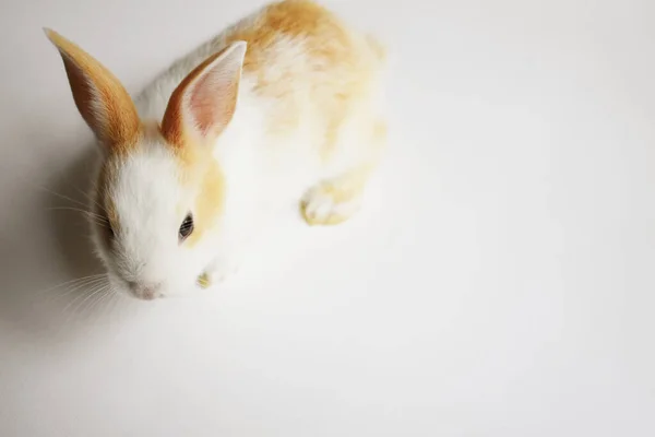 Roztomilý Bílý Zajíček Bílém Pozadí Velikonoční Králík Legrační Veselé Velikonoce — Stock fotografie