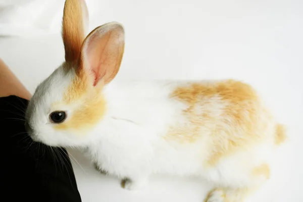 Schattig Wit Konijn Witte Achtergrond Pasen Konijn Grappig Gelukkig Pasen — Stockfoto