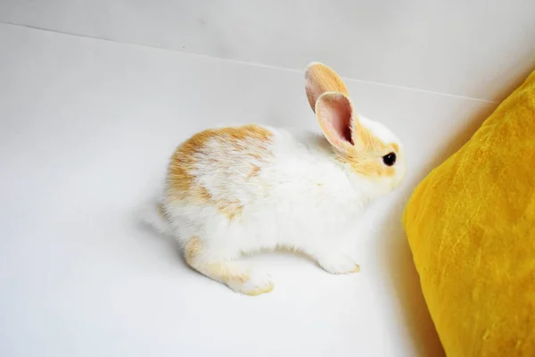 Netter Weißer Hase Auf Weißem Hintergrund Osterhase Lustig Frohe Ostern — Stockfoto