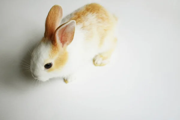 Симпатичный Белый Кролик Белом Фоне Пасхальный Кролик Смешной Счастливая Пасха — стоковое фото