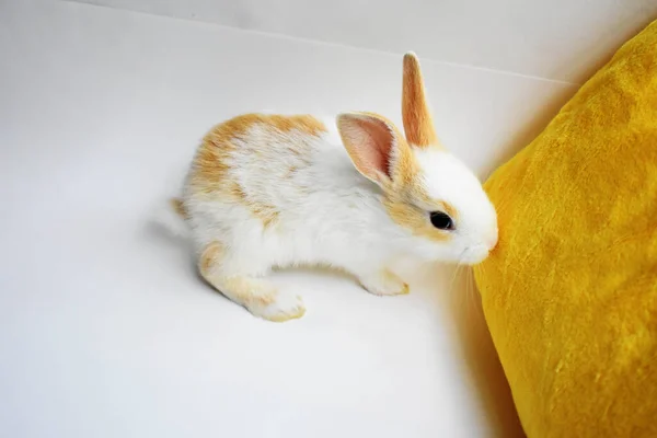 可爱的白兔 白色背景 复活节兔子 复活节快乐 可爱的宠物 甜蜜的家 — 图库照片