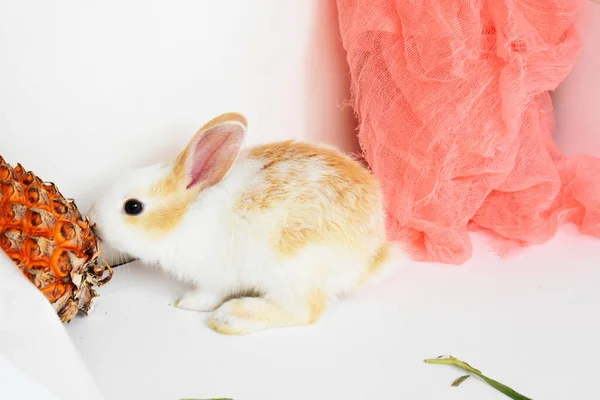 Lindo Conejito Blanco Fondo Blanco Conejo Pascua Divertido Feliz Pascua —  Fotos de Stock