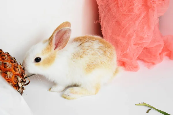 Netter Weißer Hase Auf Weißem Hintergrund Osterhase Lustig Frohe Ostern — Stockfoto