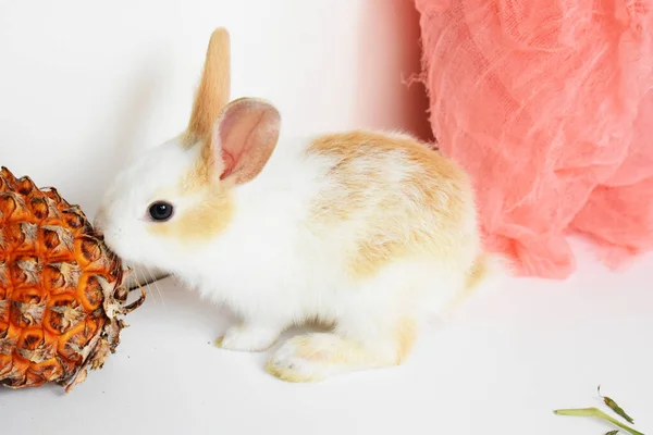 Netter Weißer Hase Auf Weißem Hintergrund Osterhase Lustig Frohe Ostern — Stockfoto