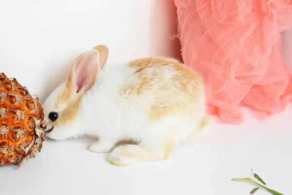 Cute white bunny in white background, Easter rabbit, funny, Happy Easter, lovely pet, home sweet home