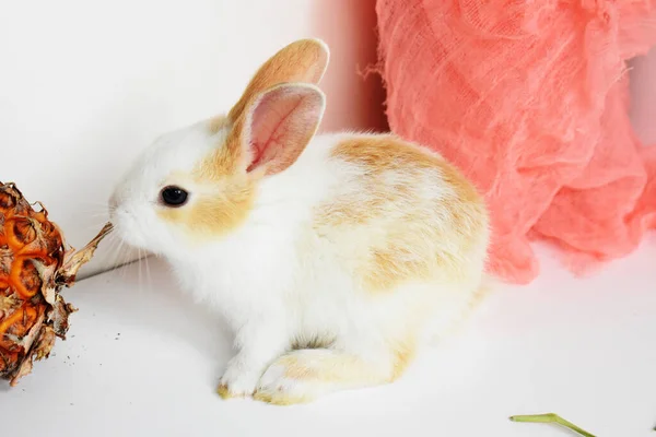 Netter Weißer Hase Auf Weißem Hintergrund Osterhase Lustig Frohe Ostern — Stockfoto