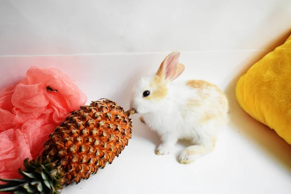 Cute white bunny in white background, Easter rabbit, funny, Happy Easter, lovely pet, home sweet home