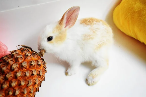 Cute white bunny in white background, Easter rabbit, funny, Happy Easter, lovely pet, home sweet home