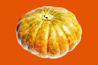 Kabak turuncu arka plan, Cadılar Bayramı balkabağı kırpma yolu, gölge yok, sonbahar arka planı, Şükran Günü balkabağı