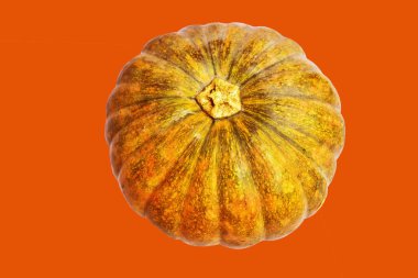 Kabak turuncu arka plan, Cadılar Bayramı balkabağı kırpma yolu, gölge yok, sonbahar arka planı, Şükran Günü balkabağı