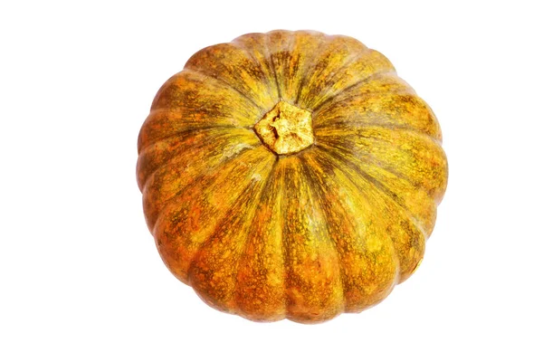 Pumpkin Isolated White Background Halloween Pumpkin Clipping Path Shadow Autumn — Stock Photo, Image