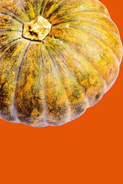Kabak turuncu arka plan, Cadılar Bayramı balkabağı kırpma yolu, gölge yok, sonbahar arka planı, Şükran Günü balkabağı