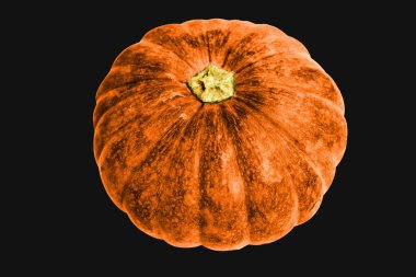 Siyah arka planda izole edilmiş balkabağı, kırpma yolu olmayan Cadılar Bayramı kabağı, gölgesiz, sonbahar arkaplanı, Şükran Günü balkabağı