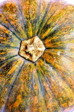 Beyaz arka planda izole edilmiş balkabağı, Cadılar Bayramı balkabağı, sonbahar arka planı, Şükran Günü balkabağı