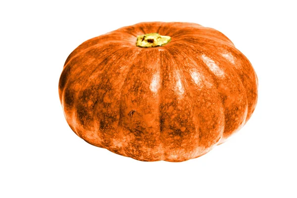 Pumpkin Isolated White Background Halloween Pumpkin Clipping Path Shadow — Stock Photo, Image
