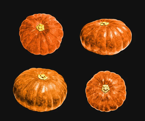 Siyah arka planda izole edilmiş balkabağı, kırpma yolu olmayan Cadılar Bayramı kabağı, gölgesiz, sonbahar arkaplanı, Şükran Günü balkabağı