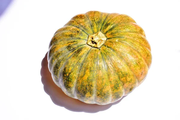 Pumpkin Isolated White Background Halloween Pumpkin Autumn Background Thanksgiving Pumpkin — Stock Photo, Image