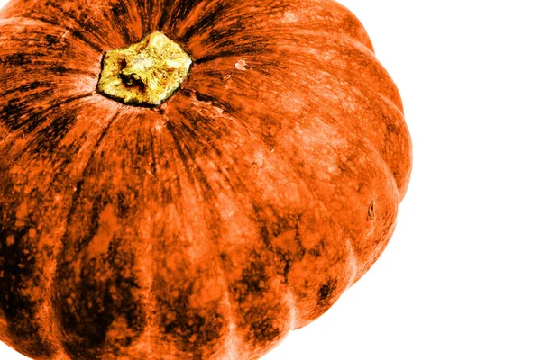 Pumpa Isolerad Vit Bakgrund Halloween Pumpa Höst Bakgrund Thanksgiving Pumpa — Stockfoto