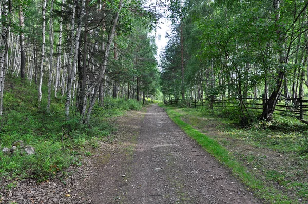 Väg Skogen Som Ligger Nära Byn — Stockfoto